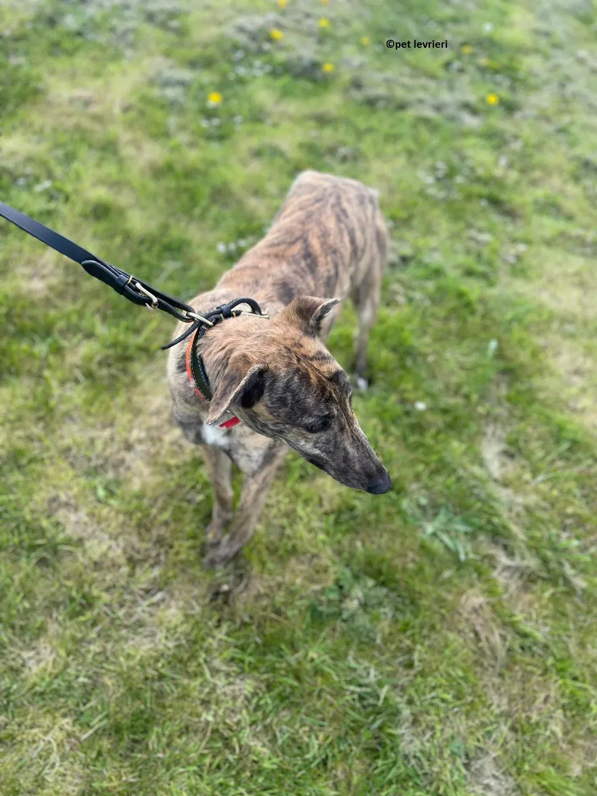 Lena adozione levriero greyhound4