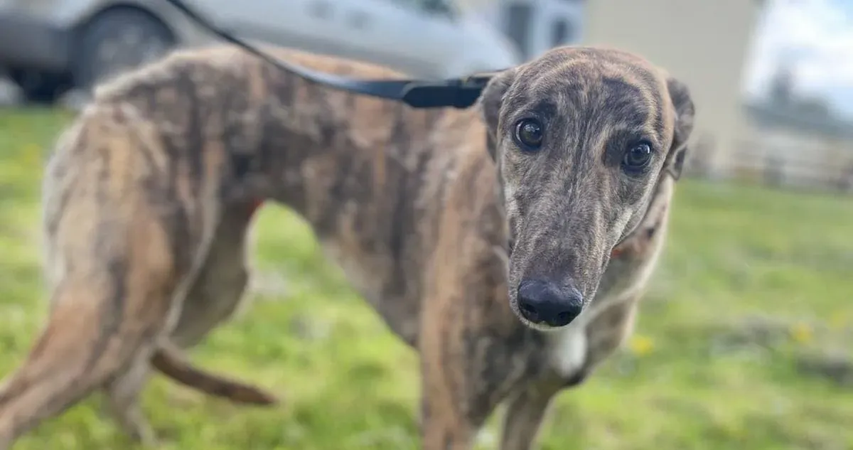 Lena adozione levriero greyhound5 e1651680697421