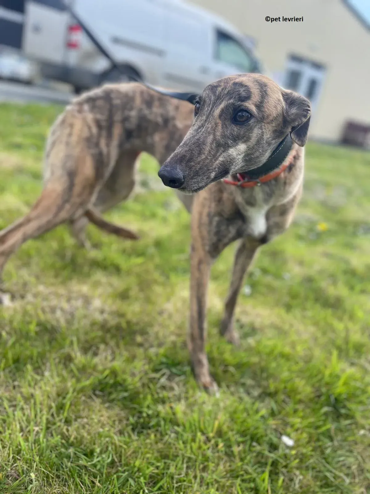 Lena adozione levriero greyhound6