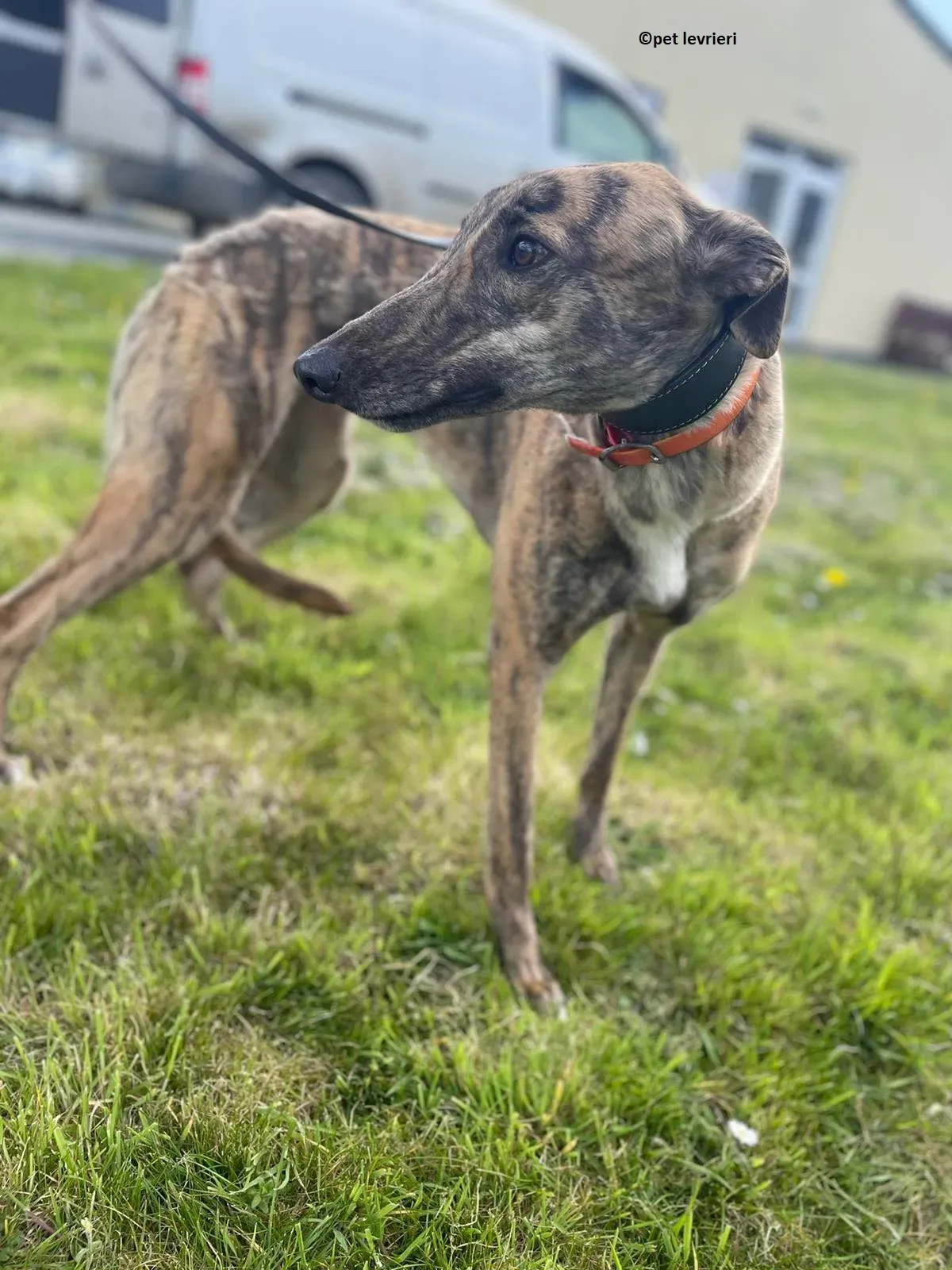 Lena adozione levriero greyhound7