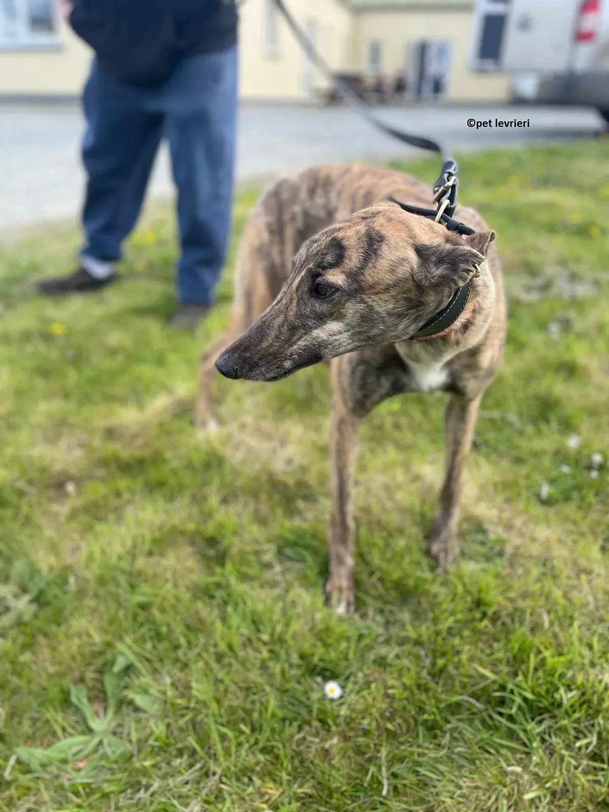 Lena adozione levriero greyhound8