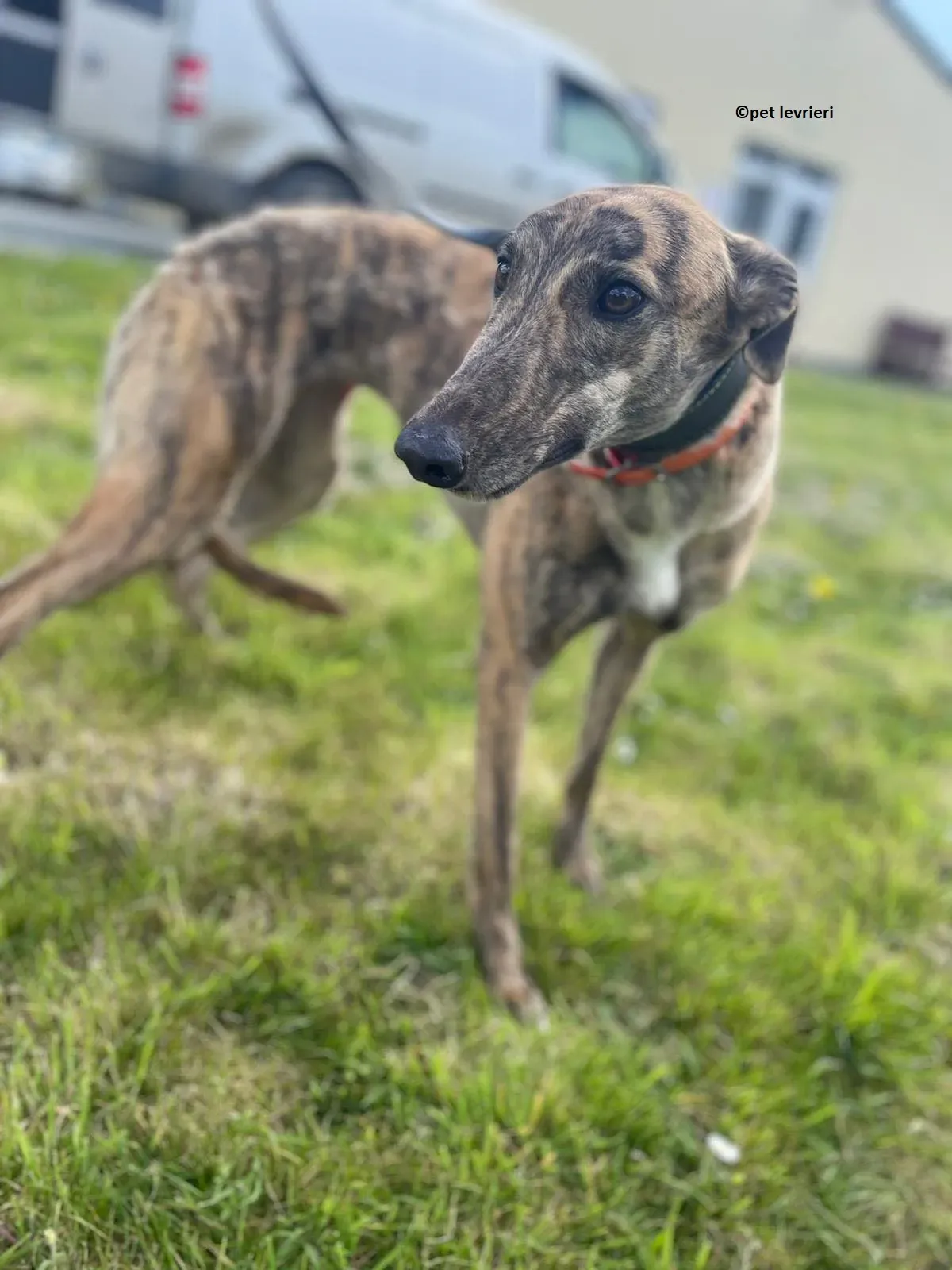 Lena adozione levriero greyhound9