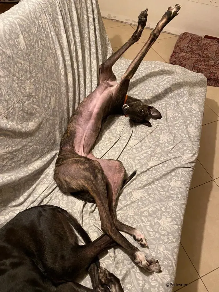Lendl Greyhound adozione pet levrieri foster 1