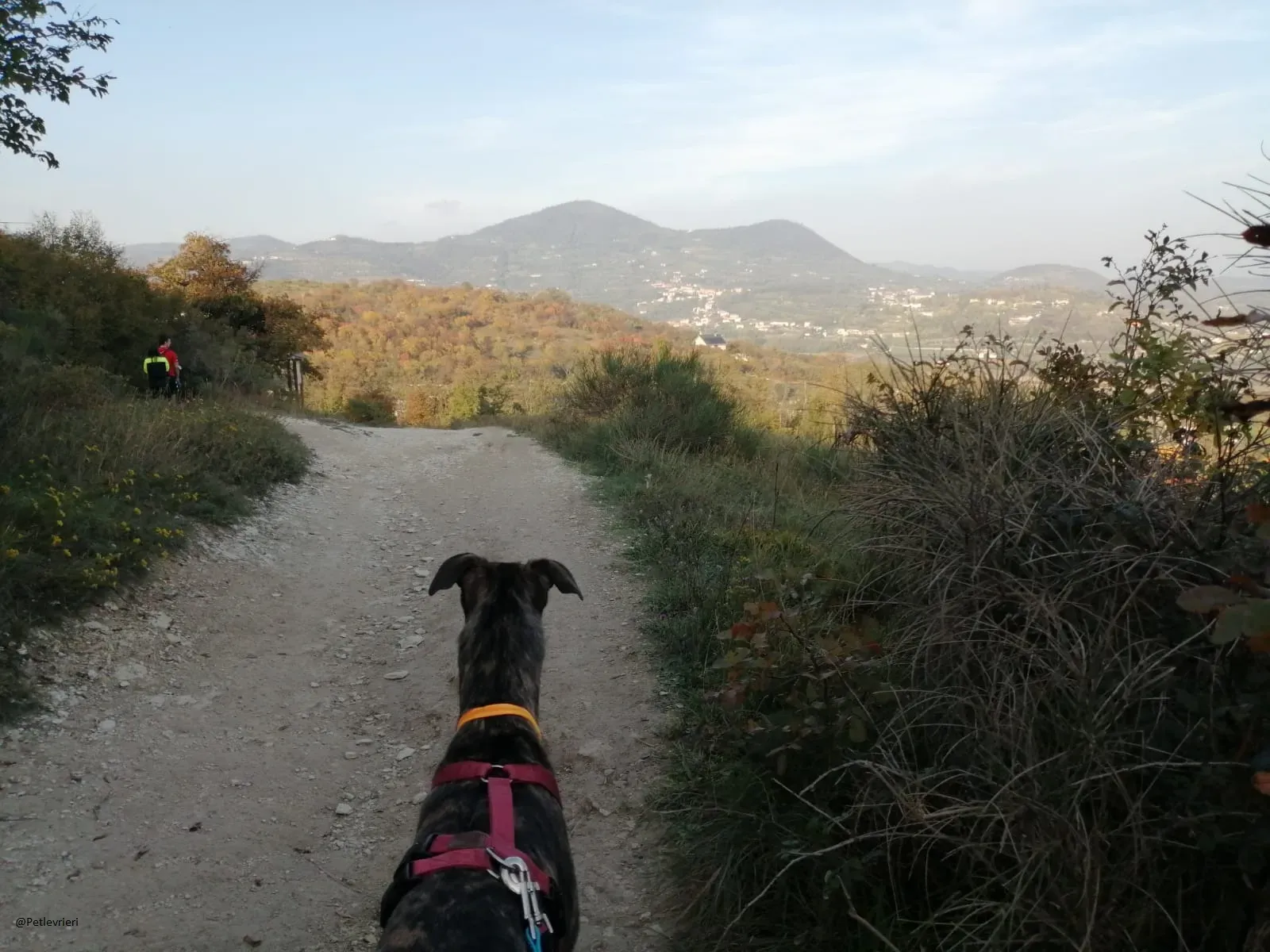 Lendl Greyhound adozione pet levrieri foster 2