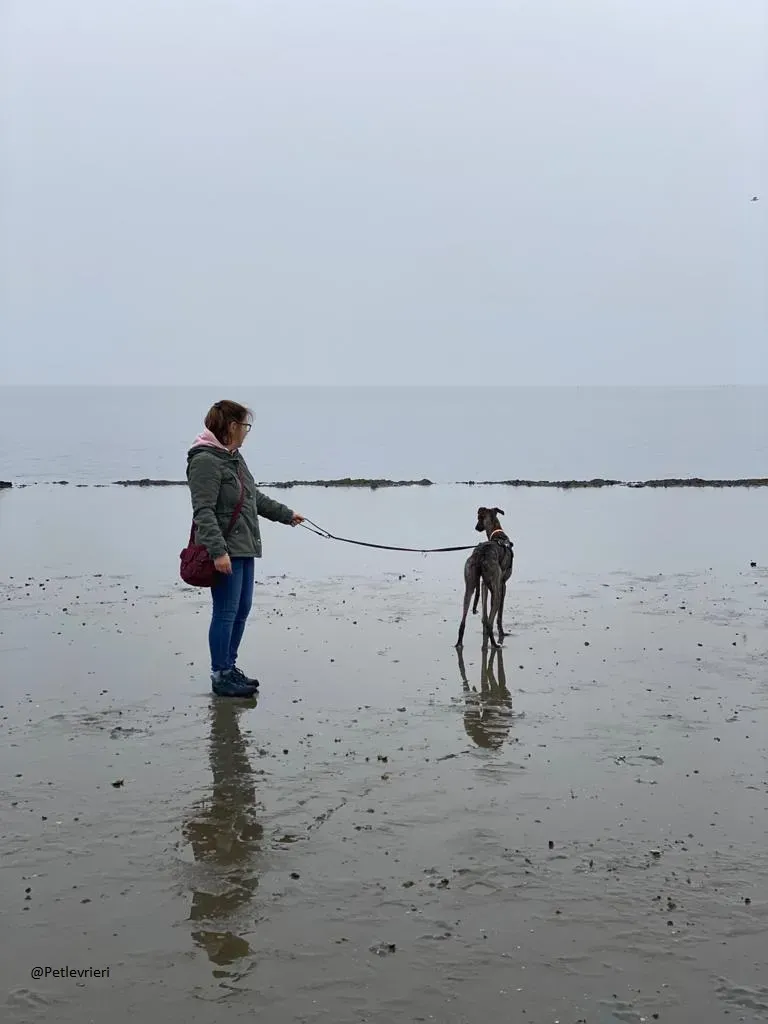 Lendl Greyhound adozione pet levrieri foster 3