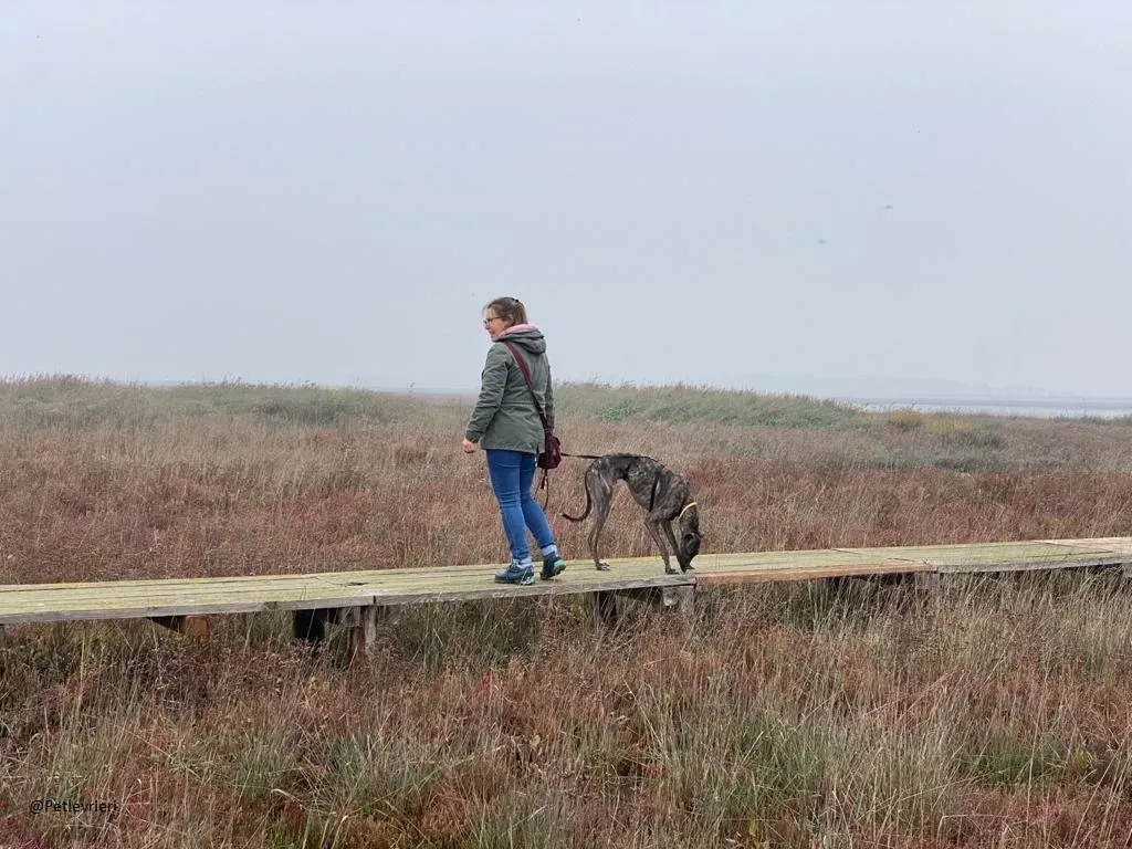 Lendl Greyhound adozione pet levrieri foster 4