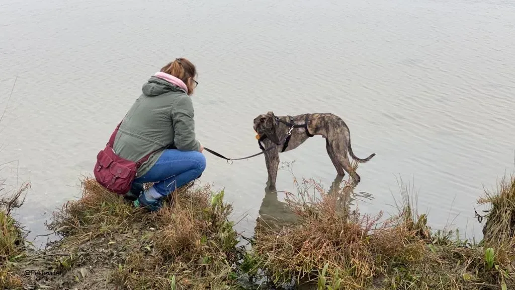 Lendl Greyhound adozione pet levrieri foster 5