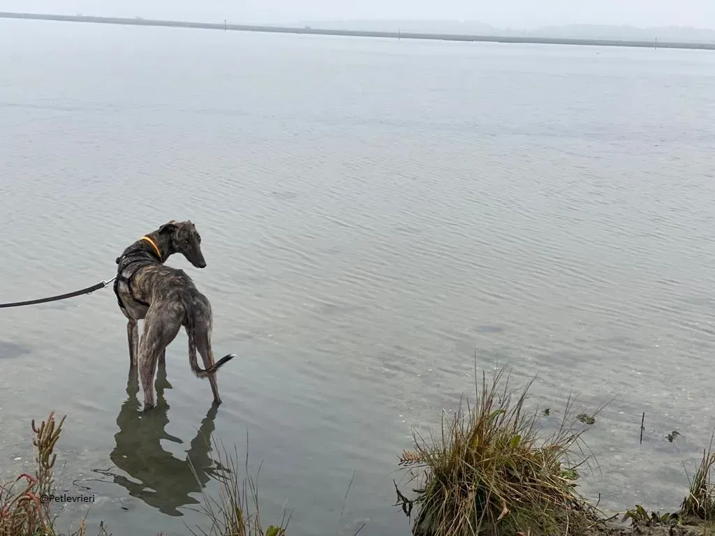 Lendl Greyhound adozione pet levrieri foster 6