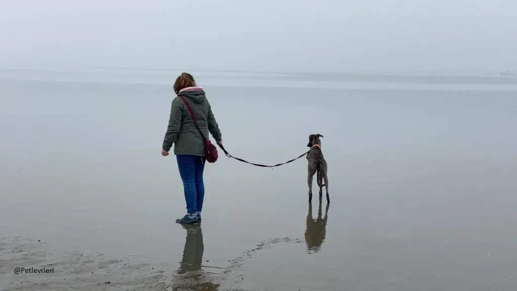 Lendl Greyhound adozione pet levrieri foster 7