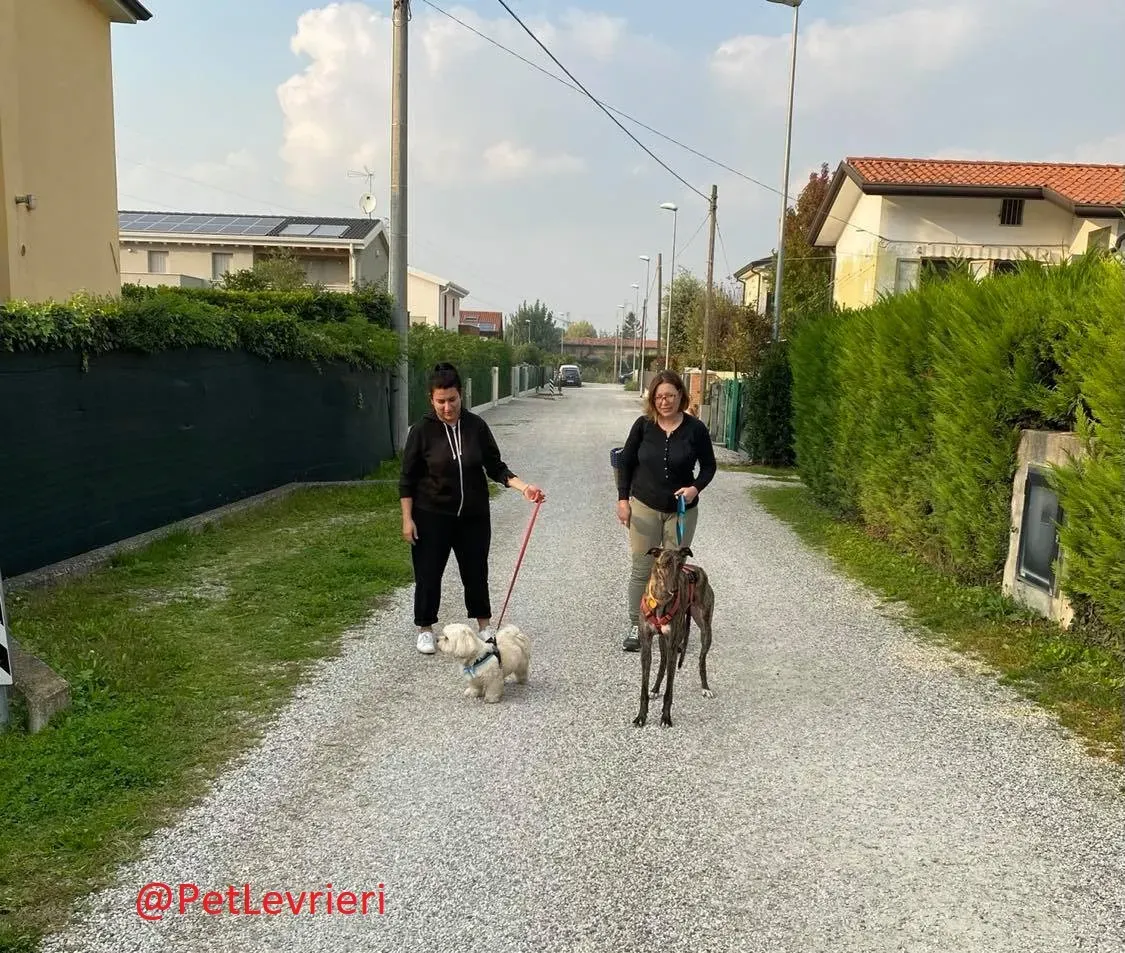 Lendl adozione levrieri greyhound 31