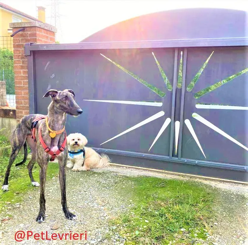 Lendl adozione levrieri greyhound 32