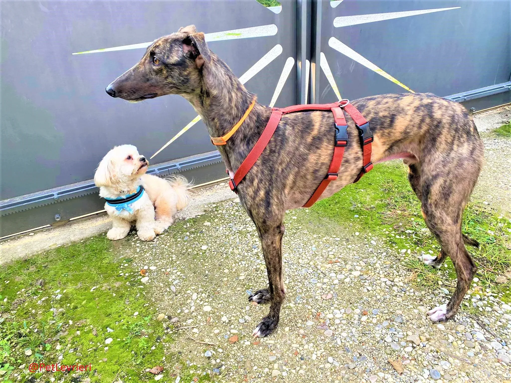 Lendl adozione levrieri greyhound 33