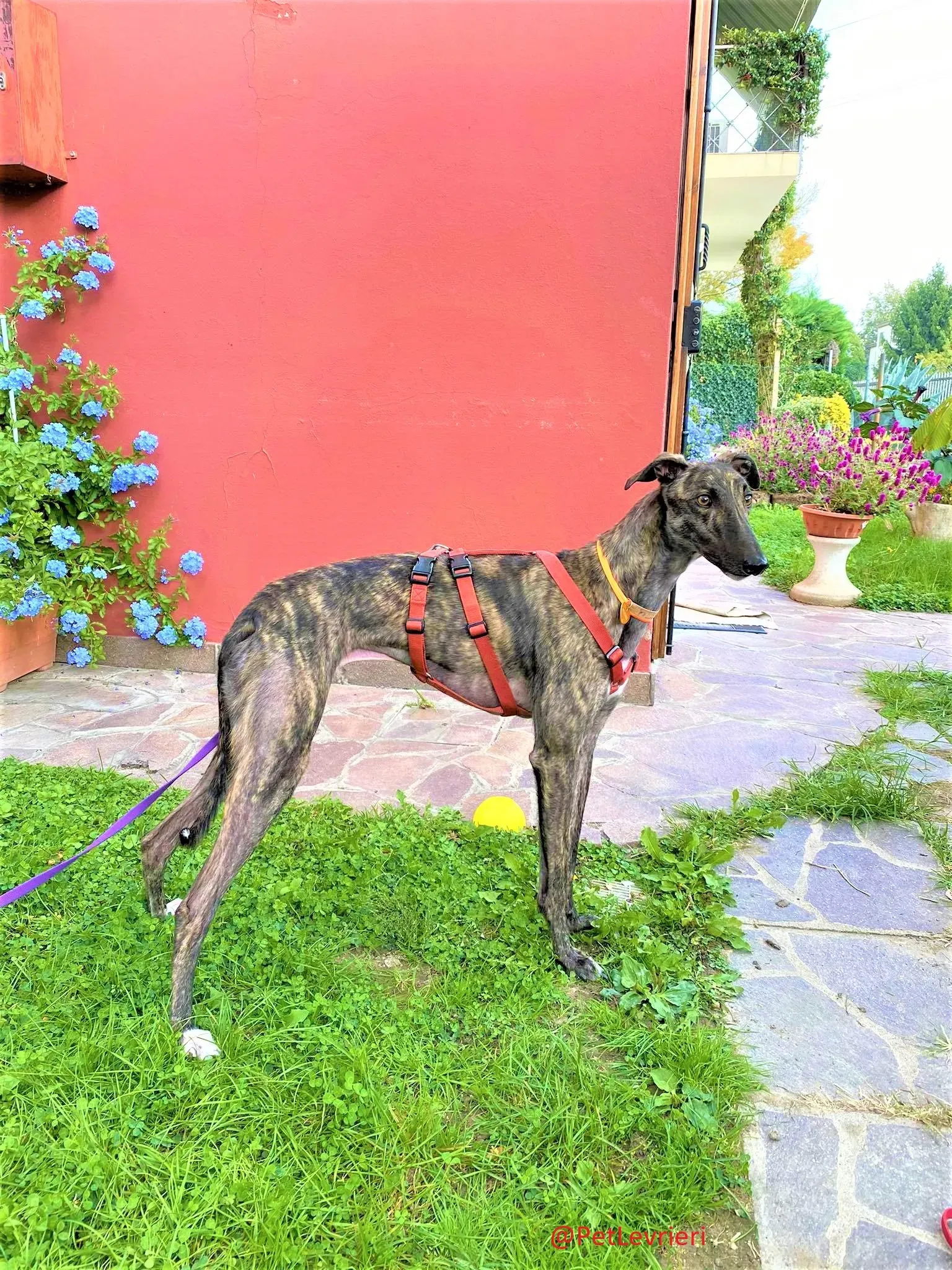 Lendl adozione levrieri greyhound 34