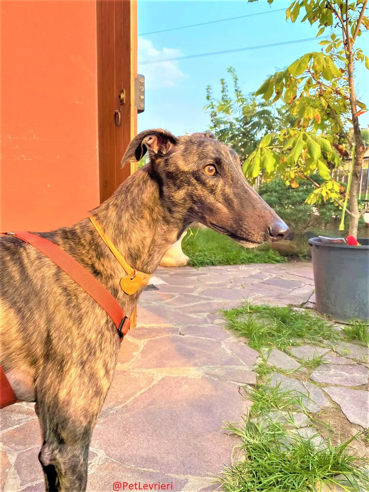 Lendl adozione levrieri greyhound 35