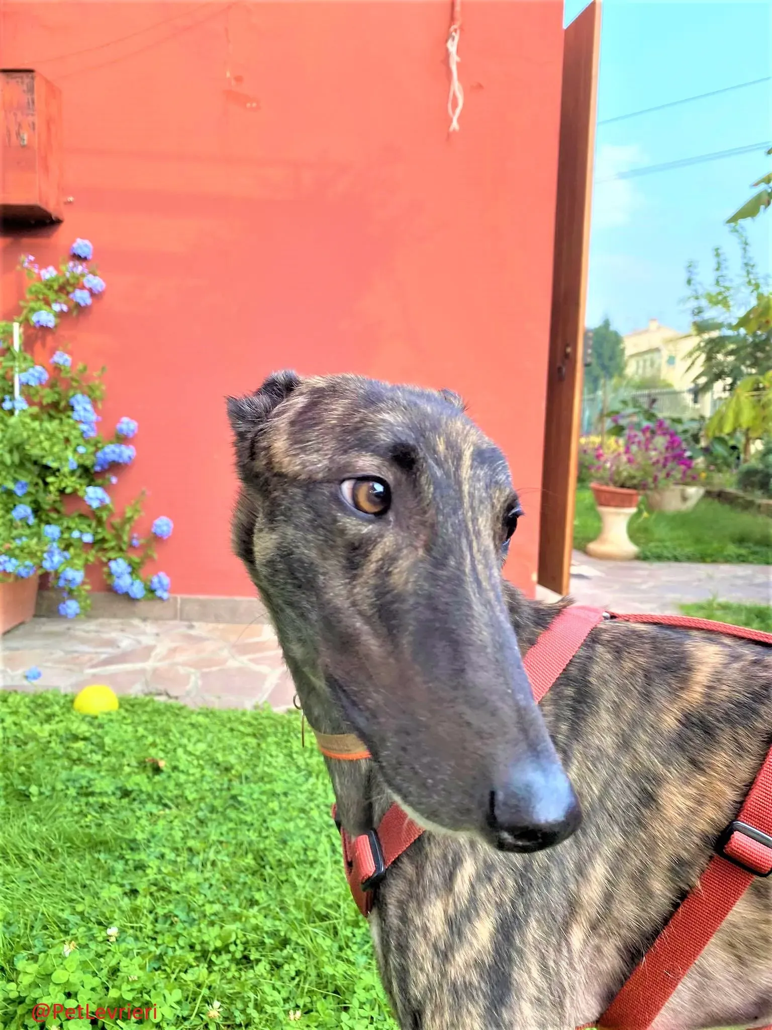 Lendl adozione levrieri greyhound 36