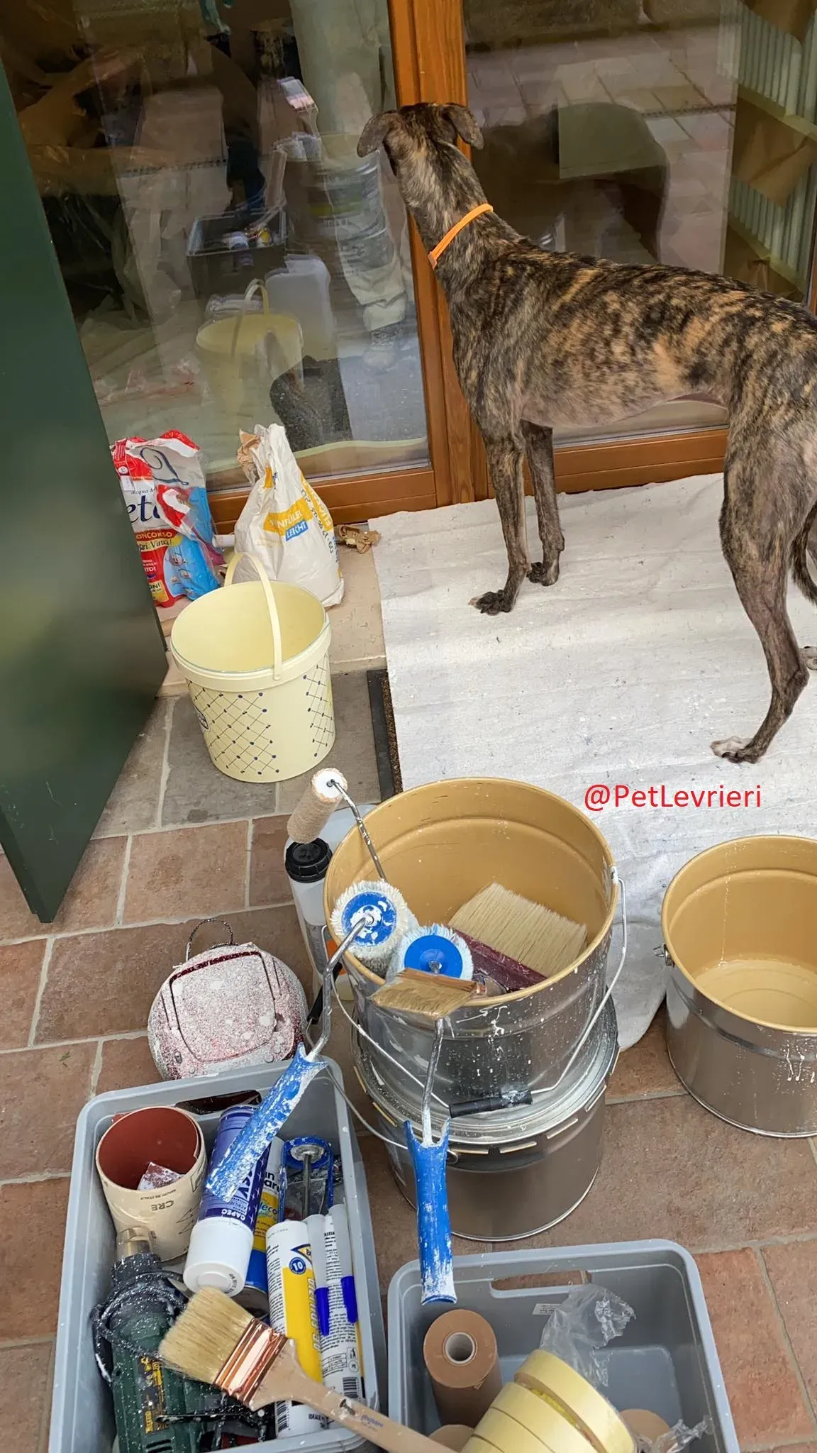 Lendl adozione levrieri greyhound 37