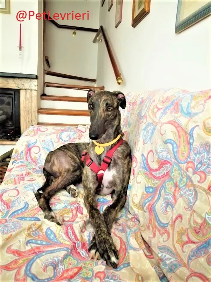 Lendl adozione levrieri greyhound 38