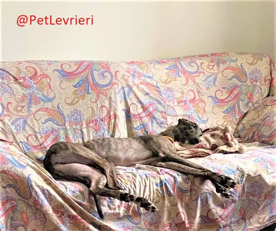 Lendl adozione levrieri greyhound 39
