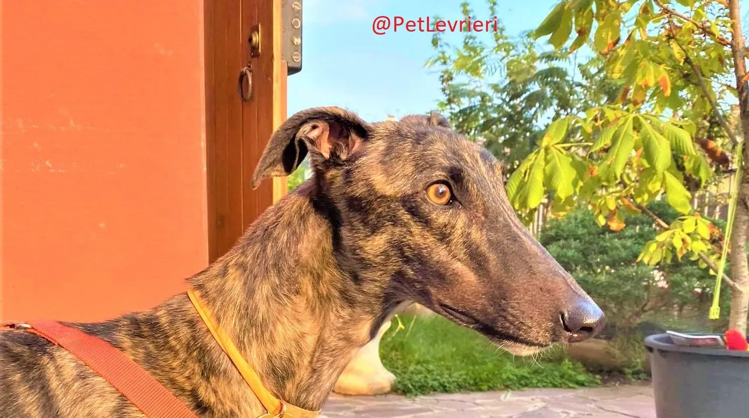 Lendl adozione levrieri greyhound 40