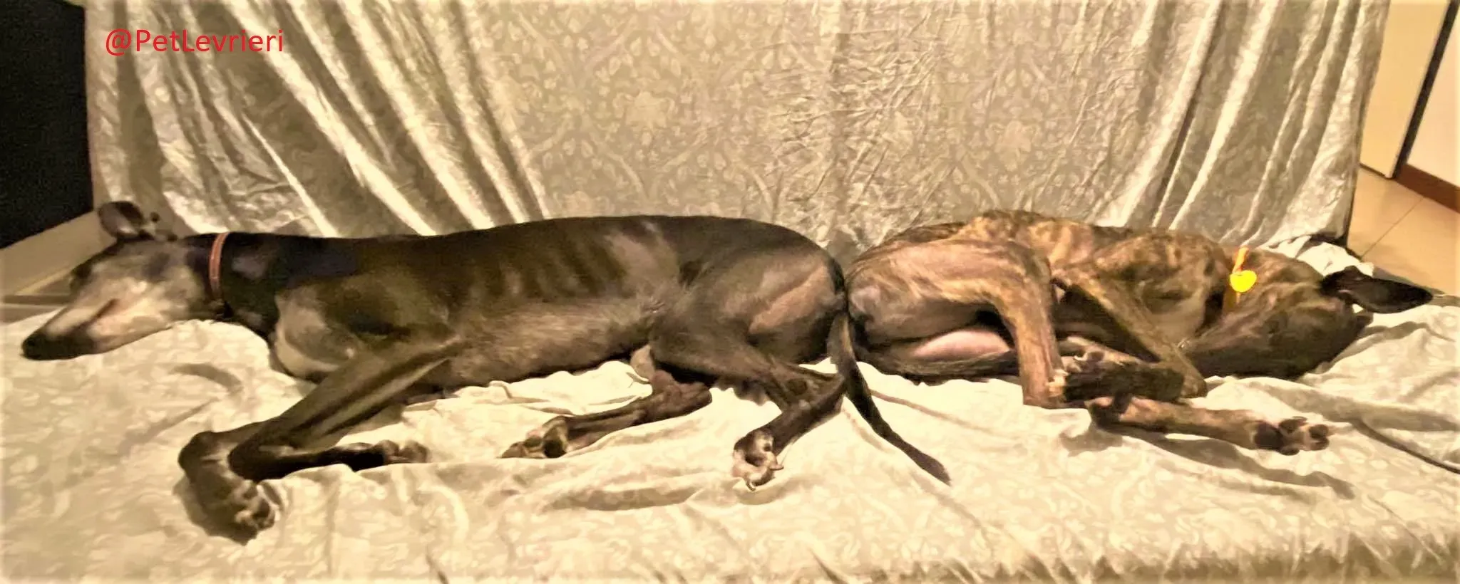 Lendl adozione levrieri greyhound 41