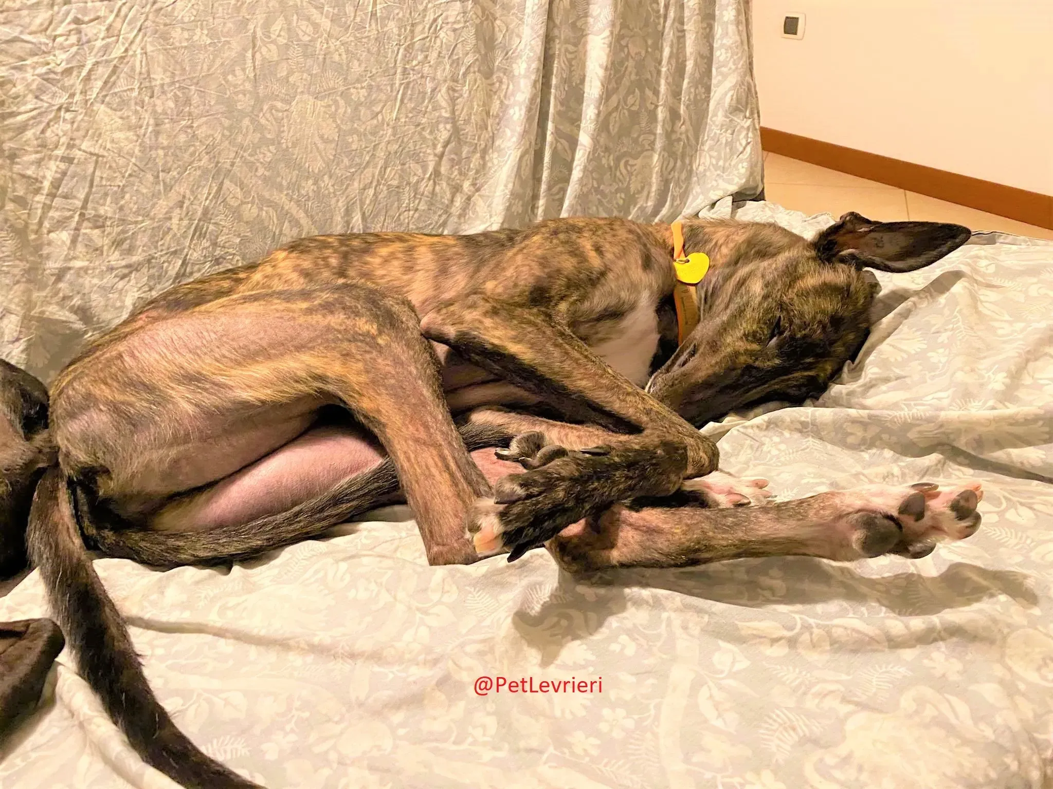 Lendl adozione levrieri greyhound 42