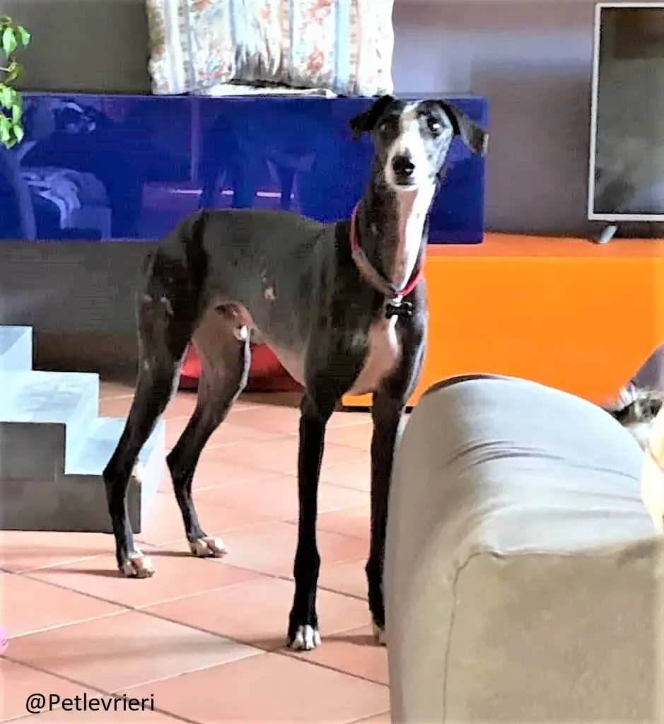 Leni adozione levrieri galgo 71 2