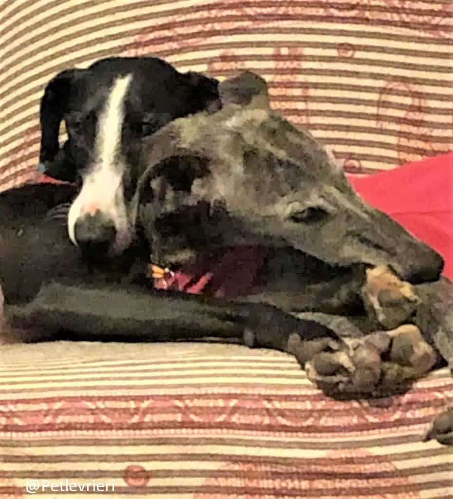 Leni adozione levrieri galgo 80 2