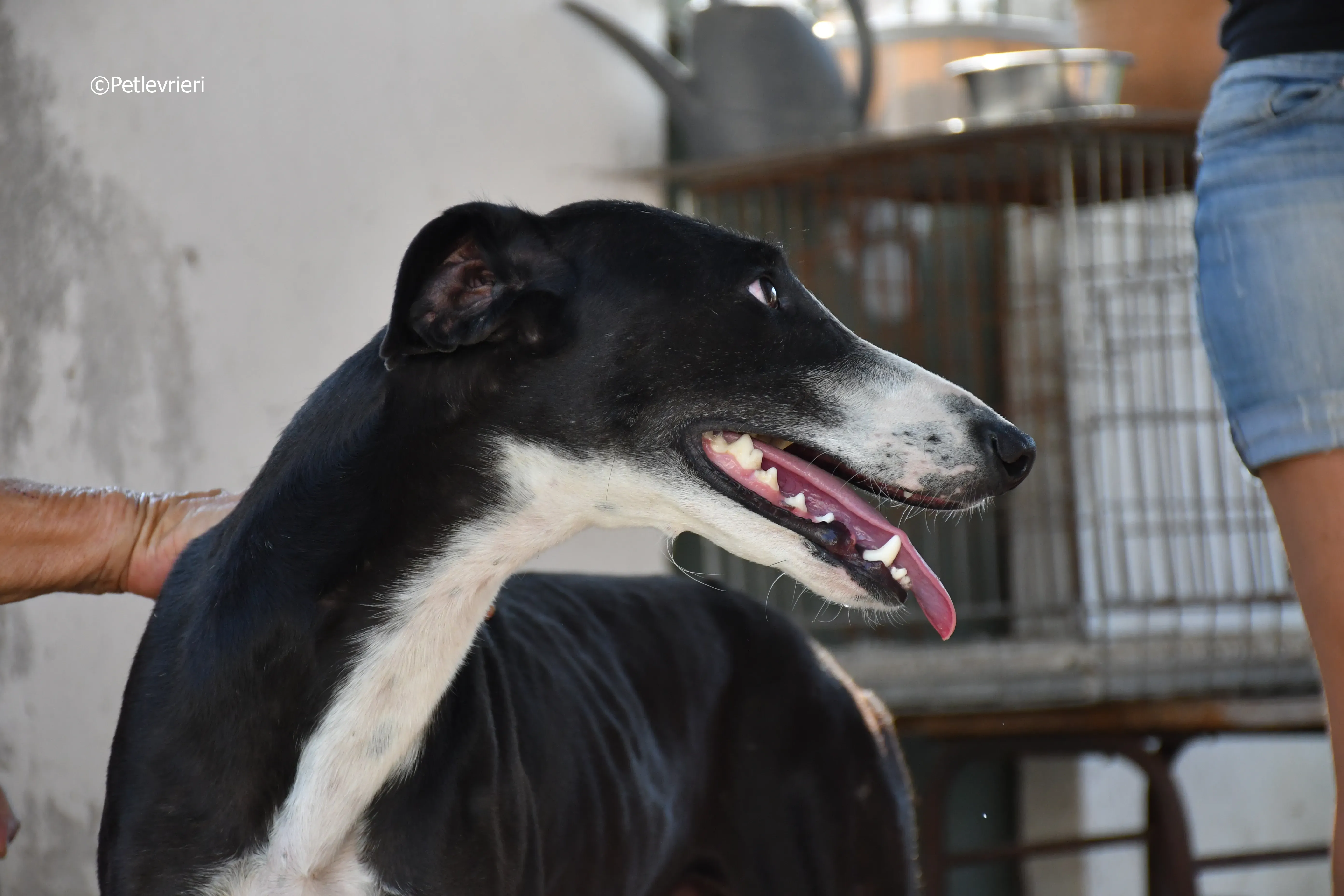 Lenu adozione levrieri galgo 10