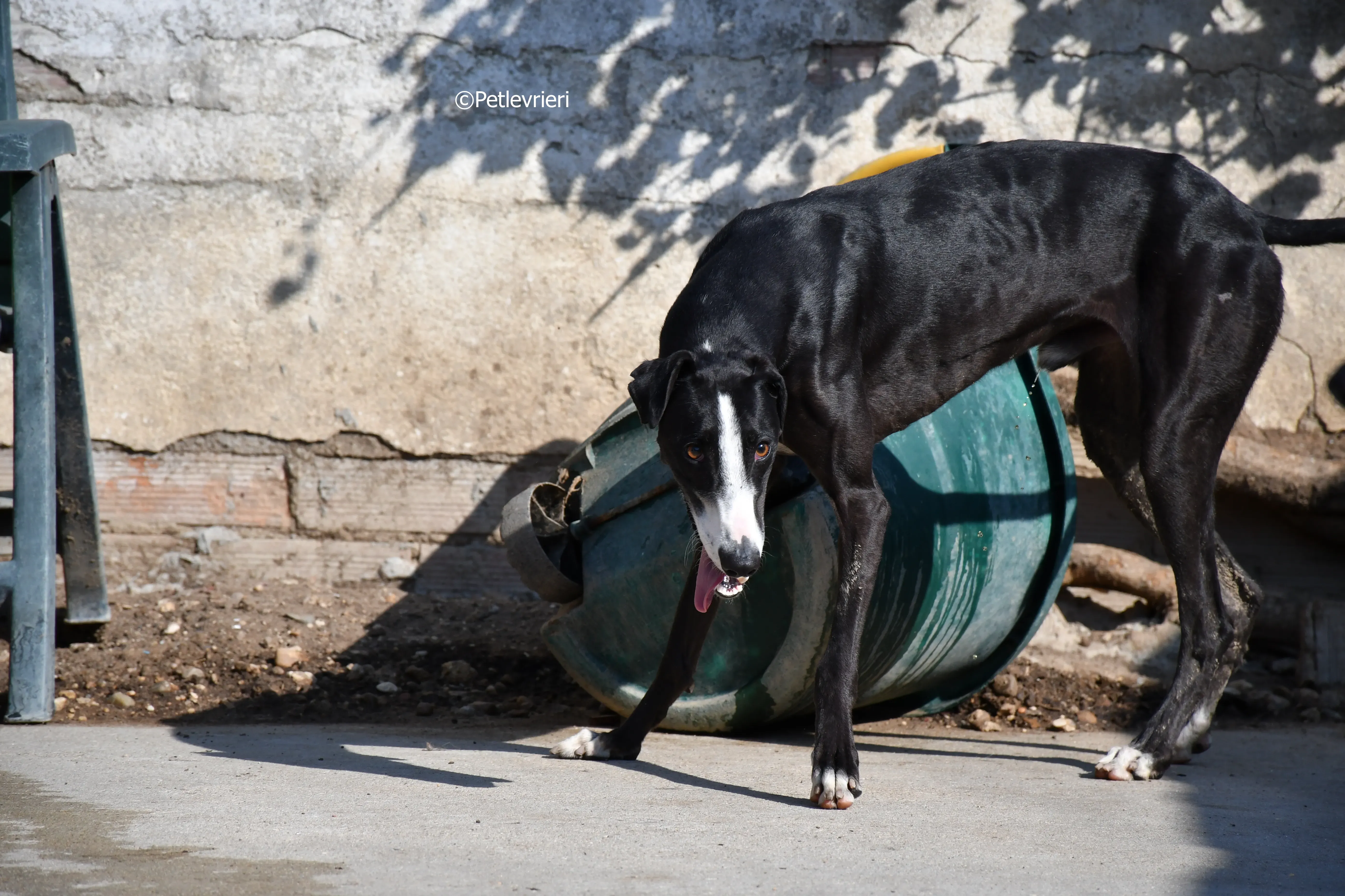 Lenu adozione levrieri galgo 13