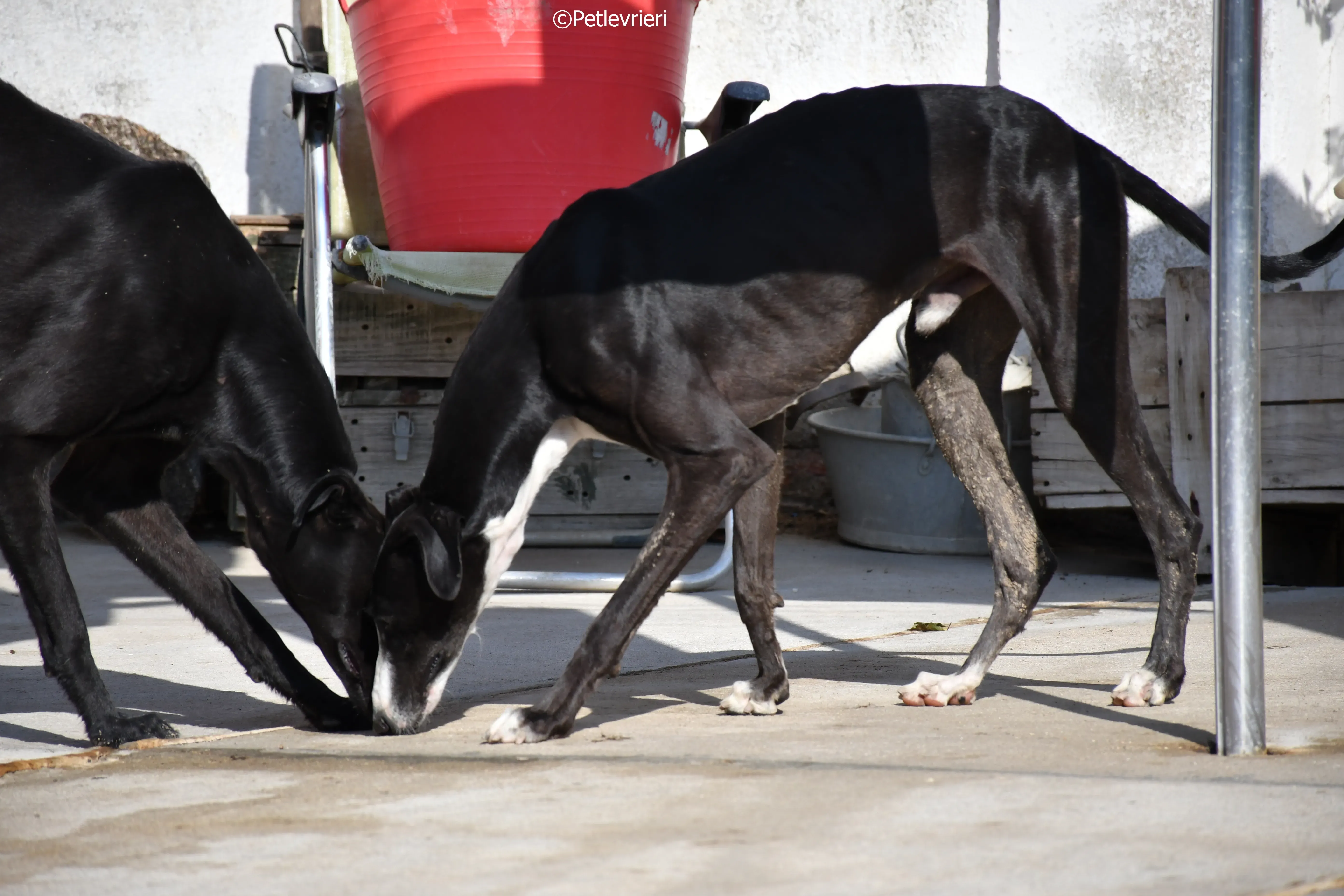 Lenu adozione levrieri galgo 15