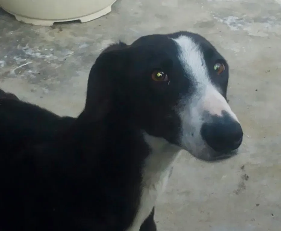 Lenu adozione levrieri galgo 17