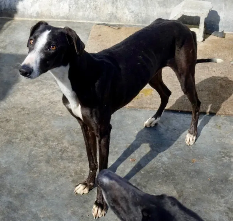 Lenu adozione levrieri galgo 18