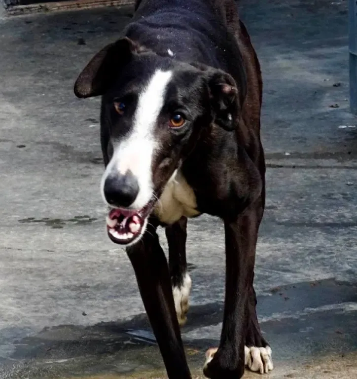 Lenu adozione levrieri galgo 19