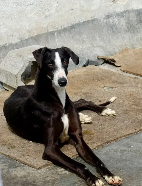 Lenu adozione levrieri galgo 20