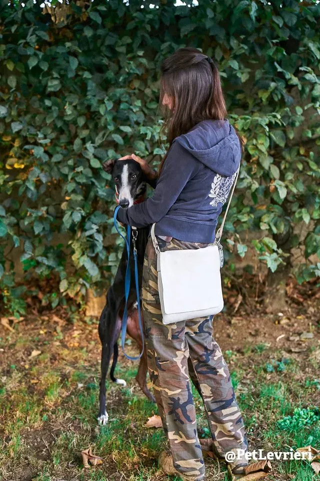 Lenu adozione levrieri galgo 22