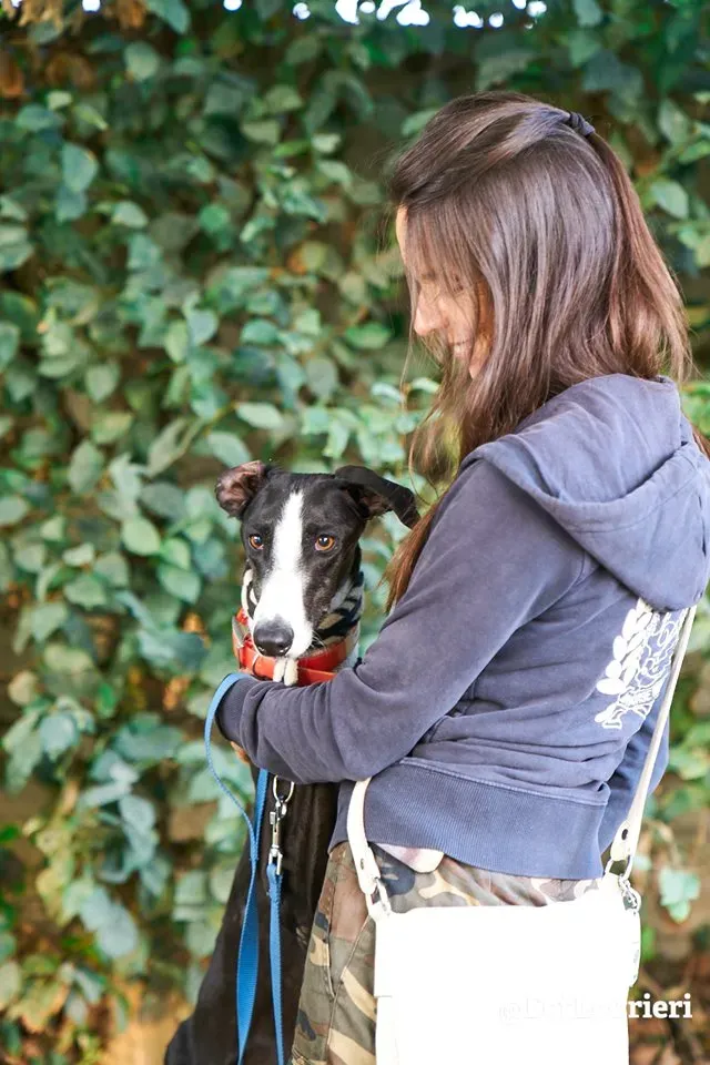 Lenu adozione levrieri galgo 23