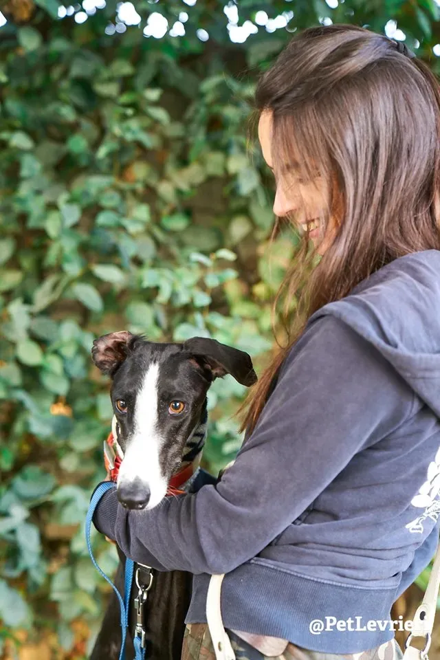 Lenu adozione levrieri galgo 25