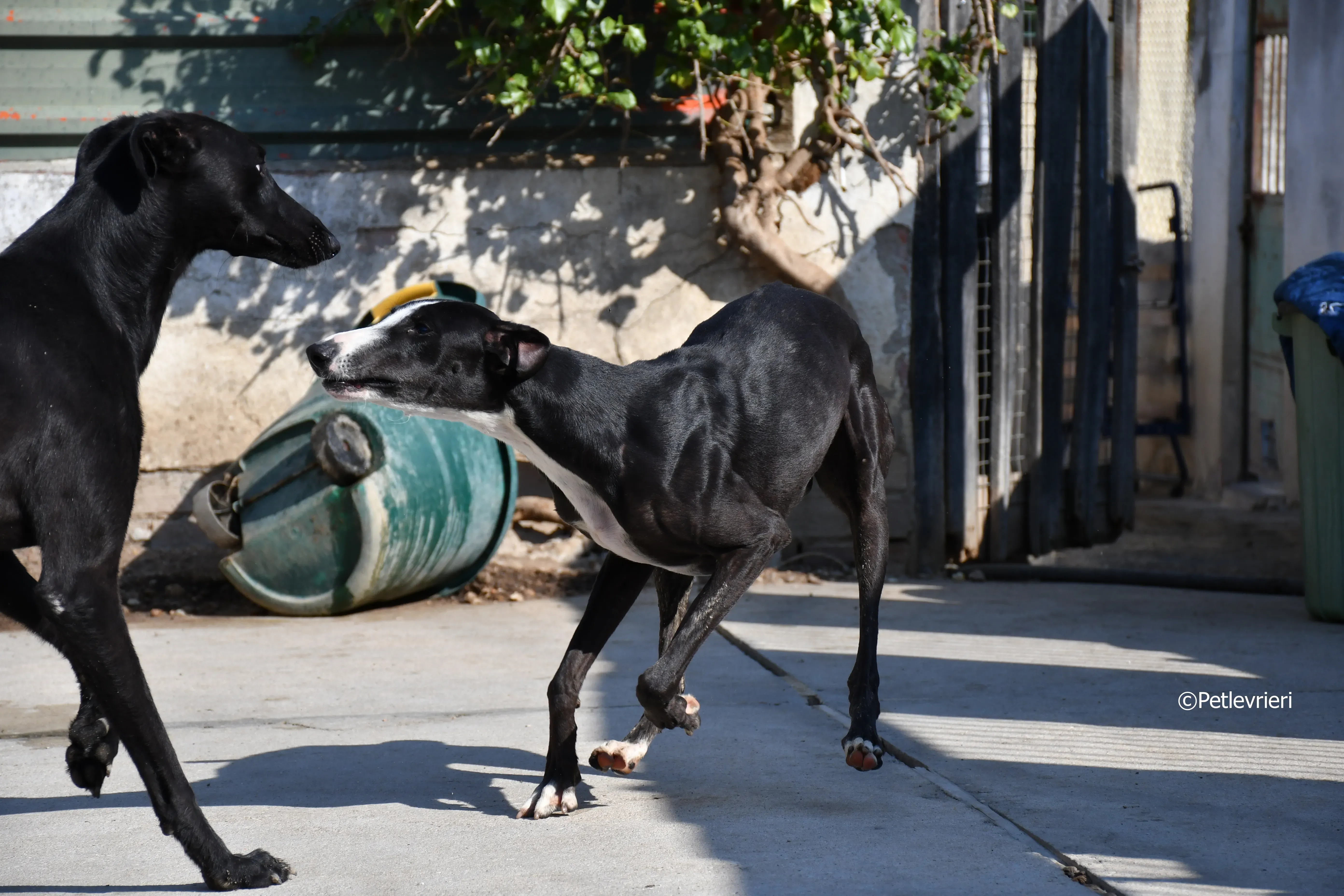 Lenu adozione levrieri galgo 4