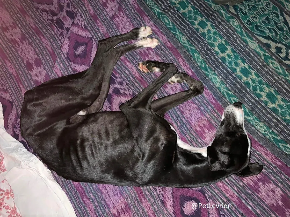 Lenu adozione levrieri galgo 40