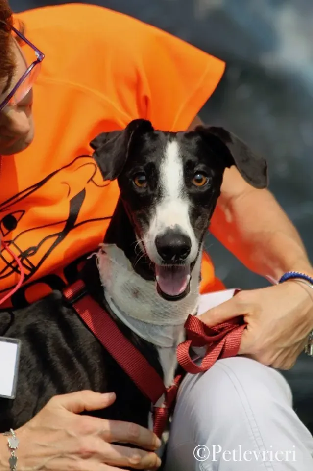 Lenu adozione levrieri galgo 44