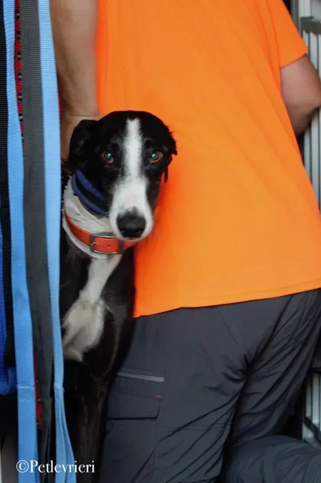 Lenu adozione levrieri galgo 45