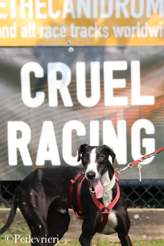 Lenu adozione levrieri galgo 47