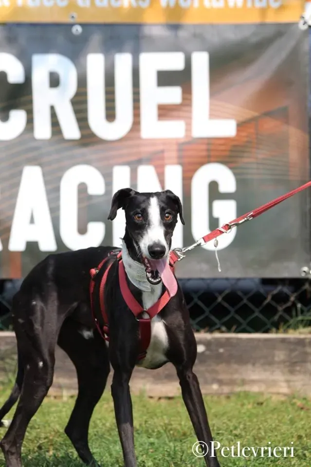 Lenu adozione levrieri galgo 48