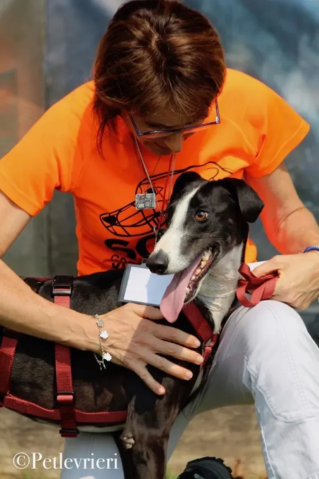 Lenu adozione levrieri galgo 49