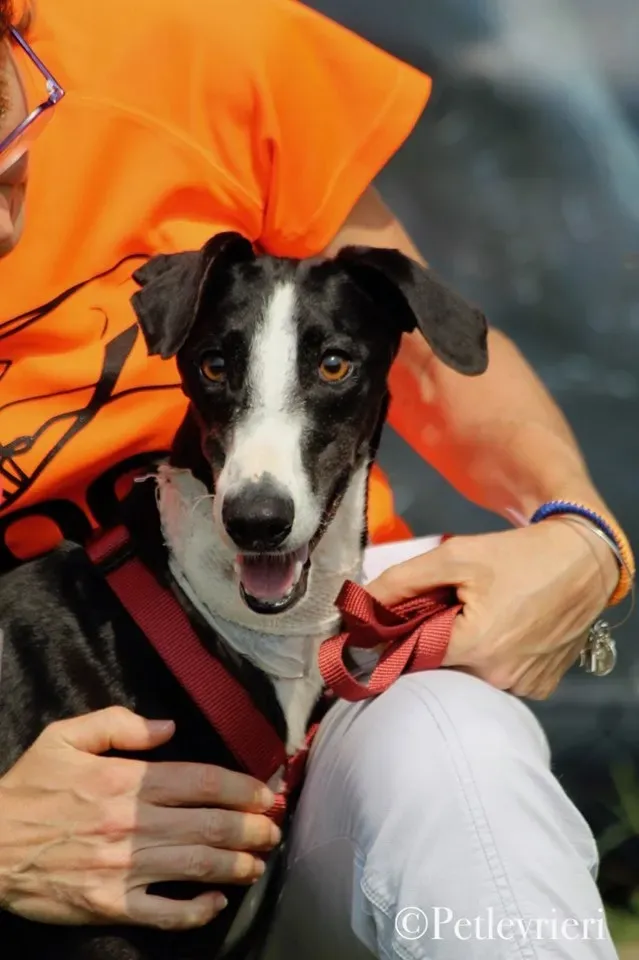 Lenu adozione levrieri galgo 50