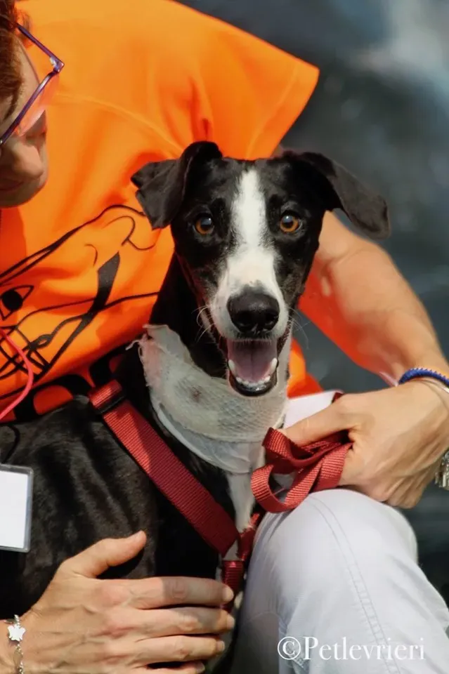 Lenu adozione levrieri galgo 52