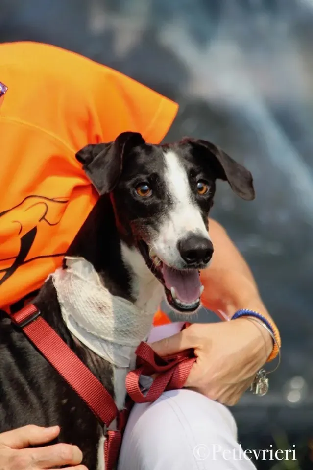 Lenu adozione levrieri galgo 53