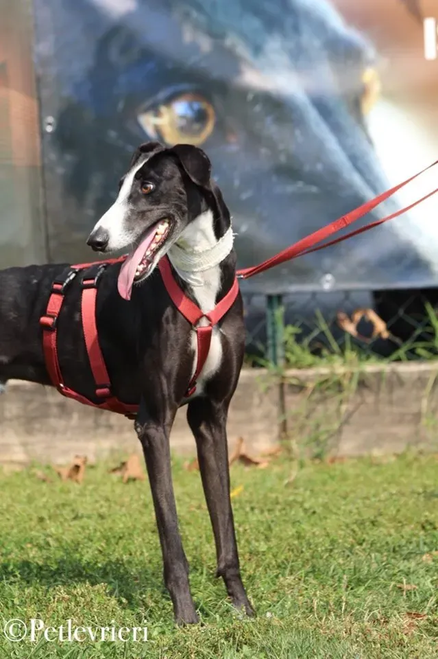 Lenu adozione levrieri galgo 54