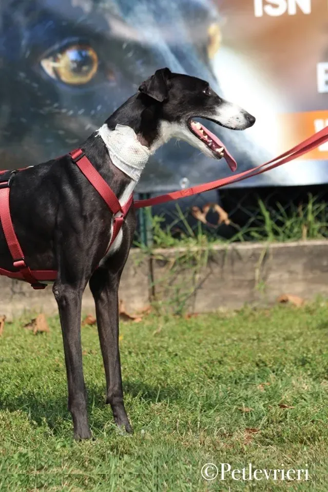 Lenu adozione levrieri galgo 55