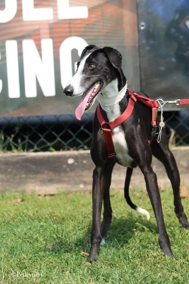 Lenu adozione levrieri galgo 56